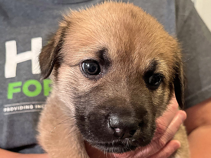 chinook puppy